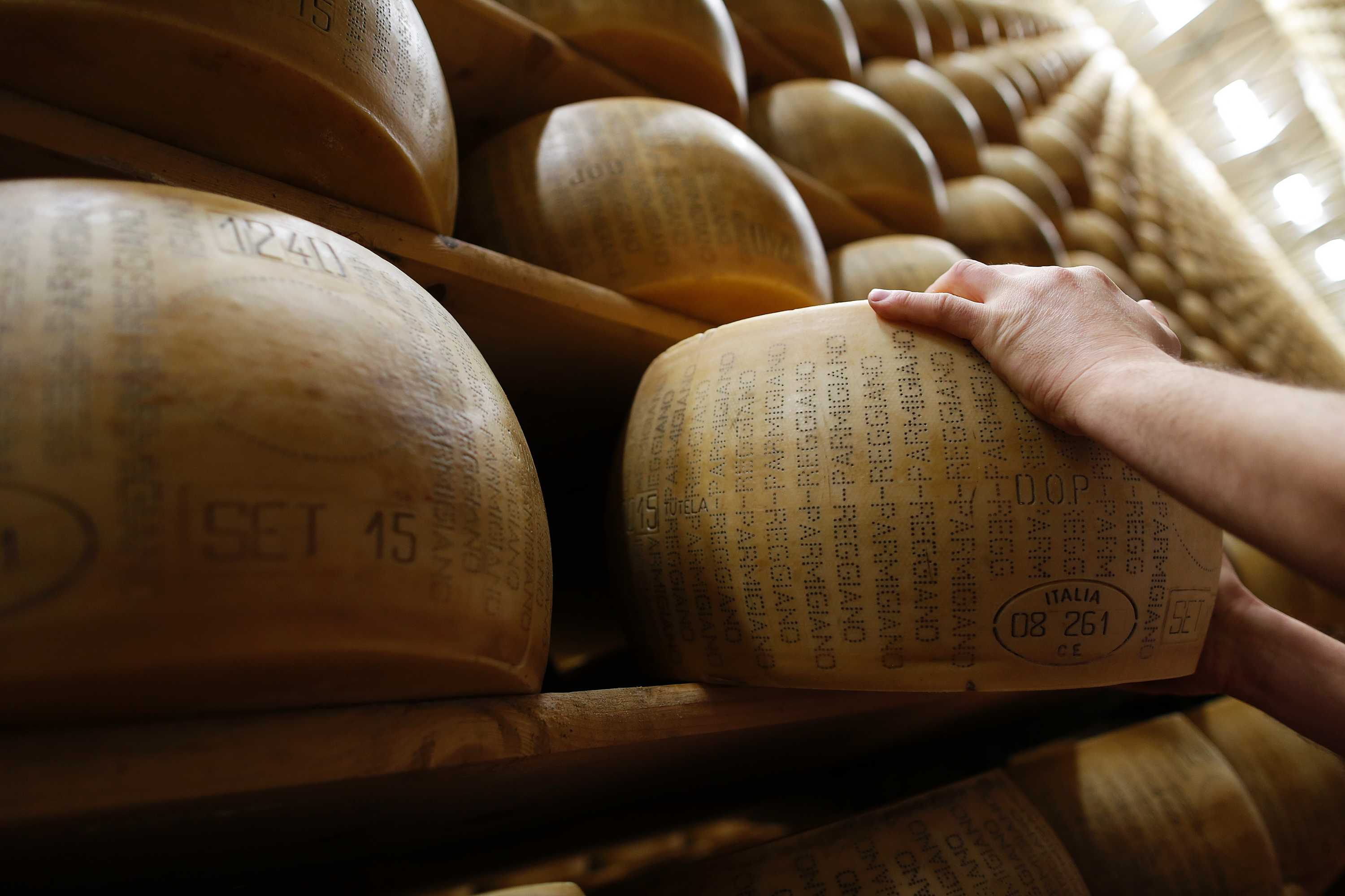 A worker inspects a wheel of Parmesan cheese