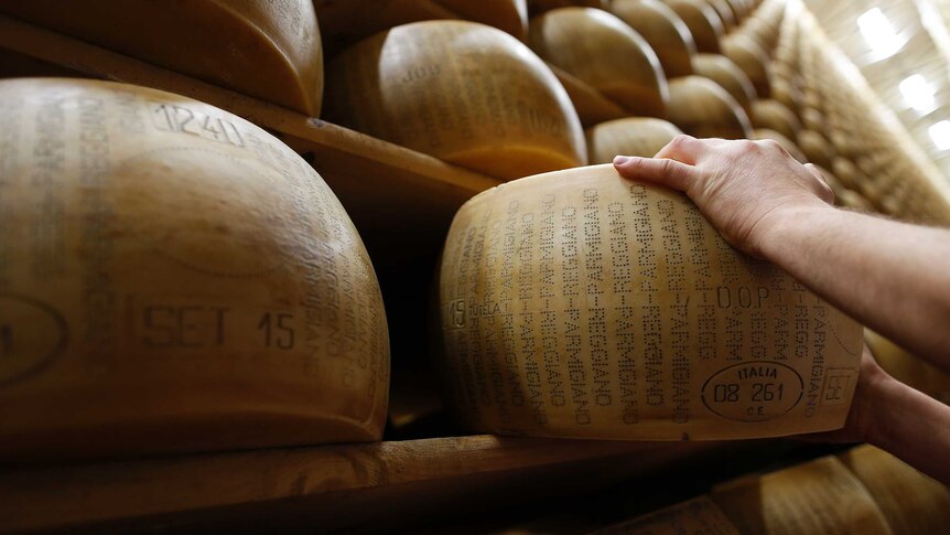 A worker inspects a wheel of Parmesan cheese
