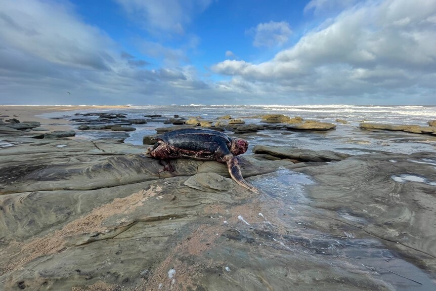 dead bloodied turtle in rocks with wide sky in the background