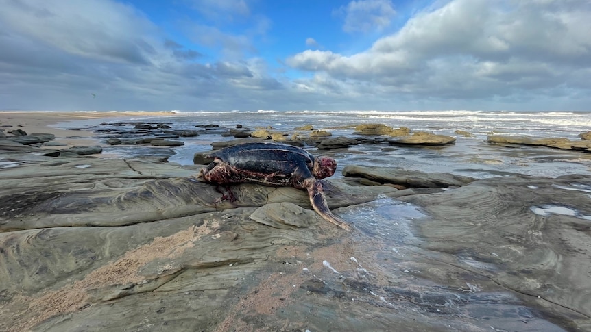 dead bloodied turtle in rocks with wide sky in the background