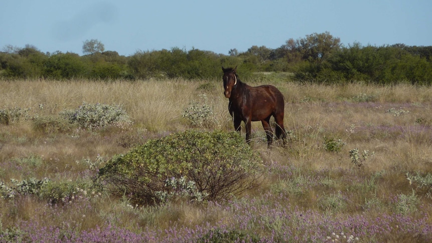 A horse stands in scrubland with a tracking collar around its neck