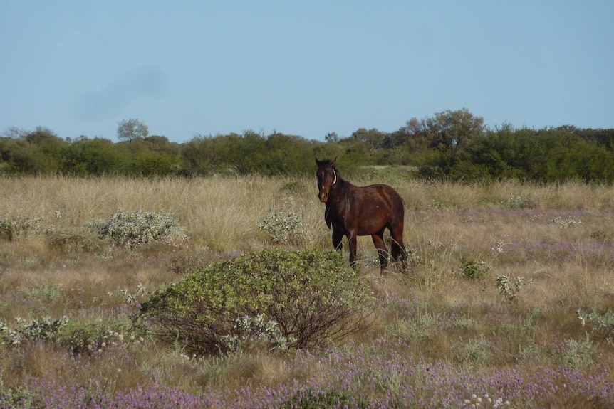 A horse stands in scrubland with a tracking collar around its neck