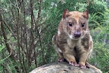 A spot-tailed quoll from NSW lives in captivity in Victoria