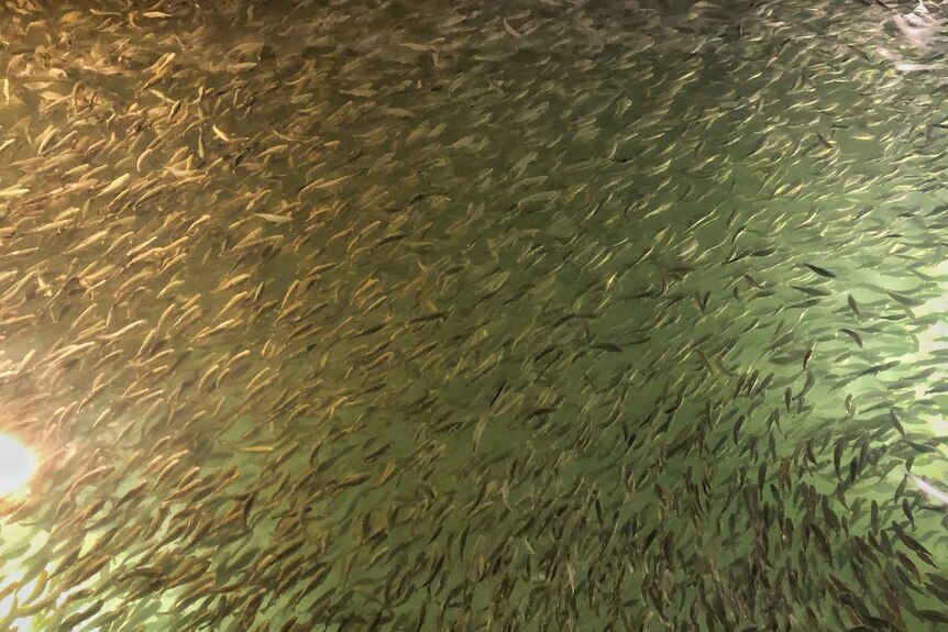 Hundreds of small black fish swimming together