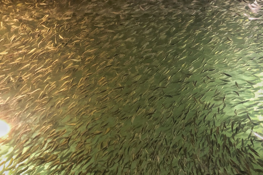 Hundreds of small black fish swimming together.