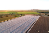 An aerial photo of a farm growing cotton in the Ord