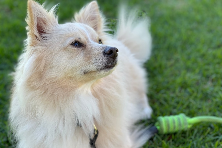 Close up of a fluffy dog.