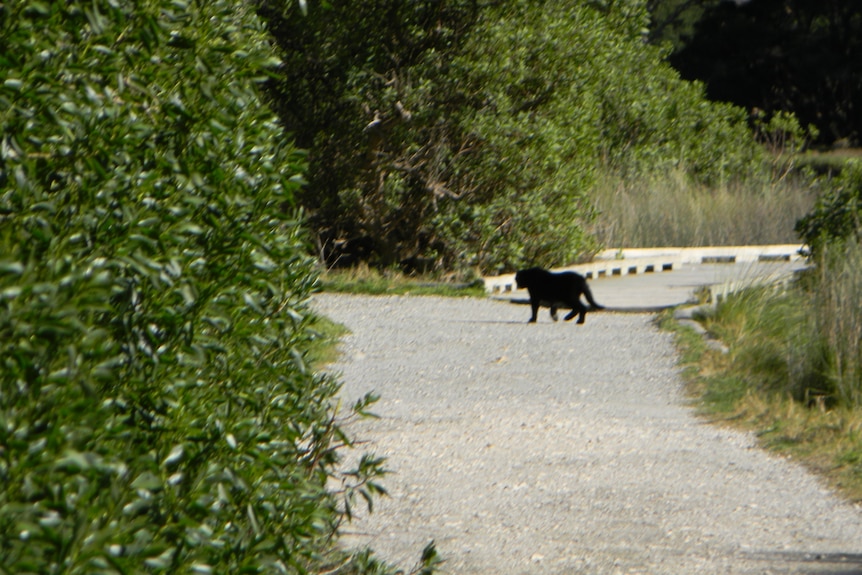 A large black cat walking with its back to the camera.