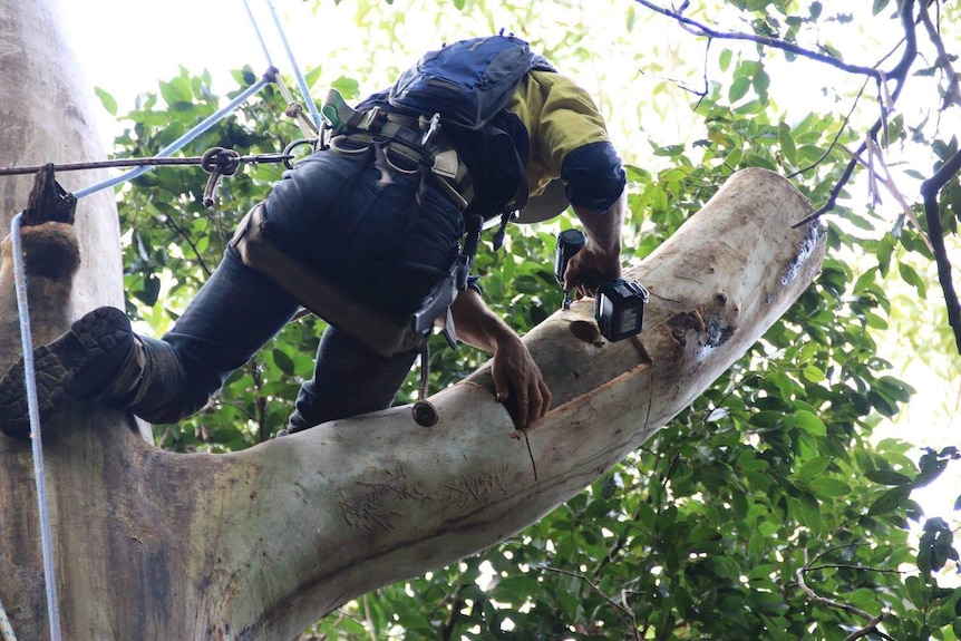 Matt Roy drilling the 'door' or face plate back onto the branch. It has a hole in it for birds to enter.