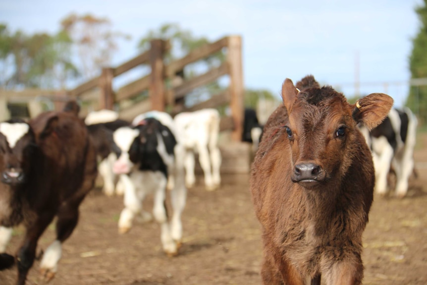 A calf stands in a paddock as others move around behind it.
