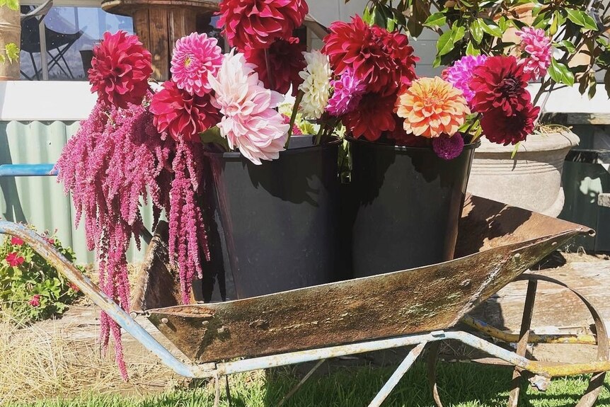 A wheelbarrow holding two black buckets of flowers.