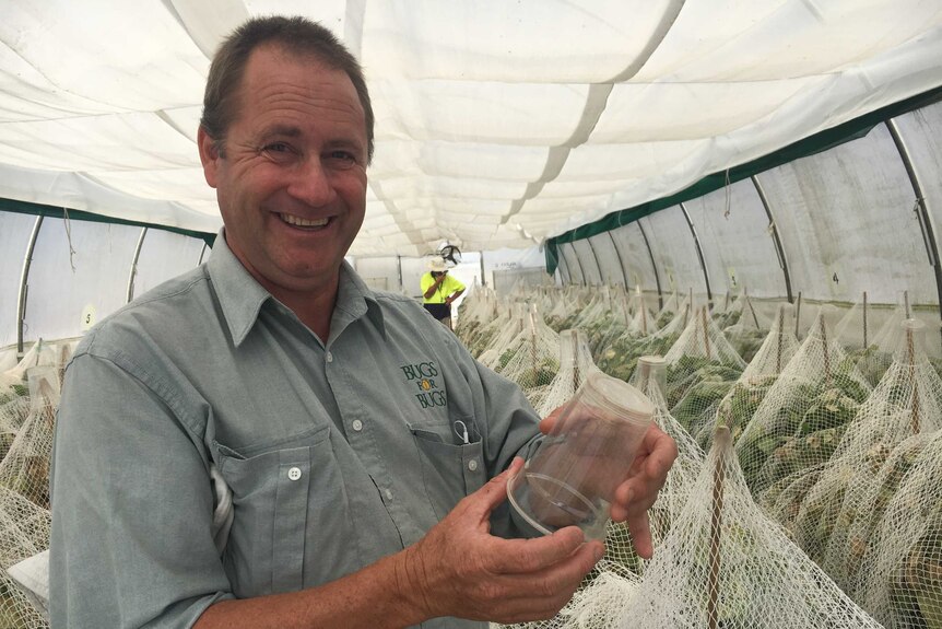 Paul Jones standing in a tunnel, with rows of beans covered in nets to collect predatory spider mites.