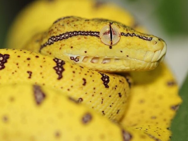 A close up of a yellow baby python