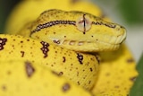 A close up of a yellow baby python