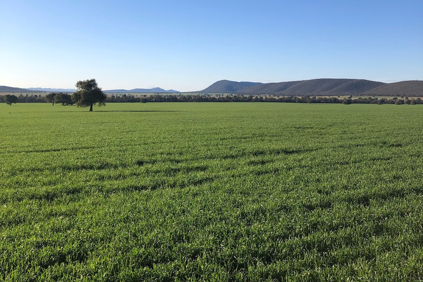 A winter crop looking green. 