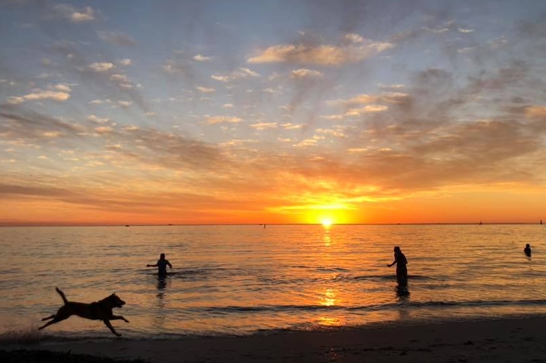 People and a dog swim on a beach as the sun sets