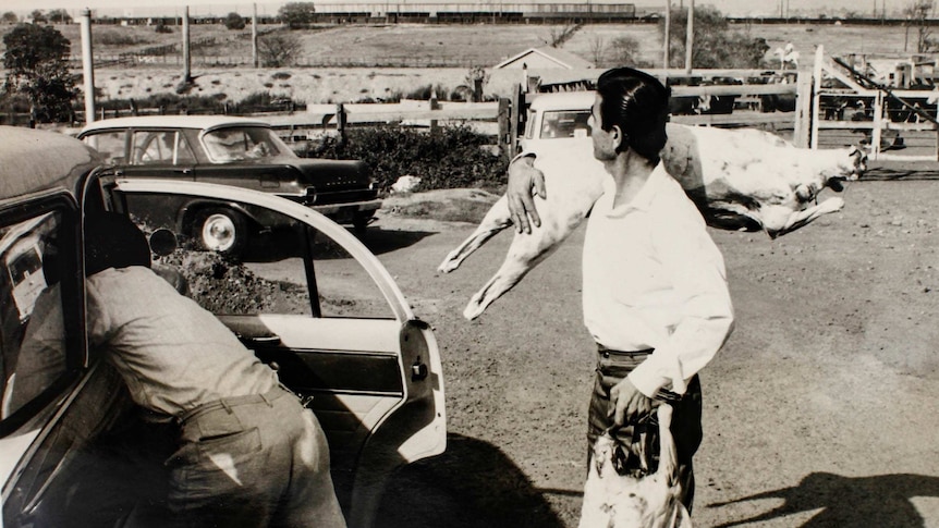 A black and white photo of a man putting a whole pig carcass in his car outside Homebush abattoir, from 1966.