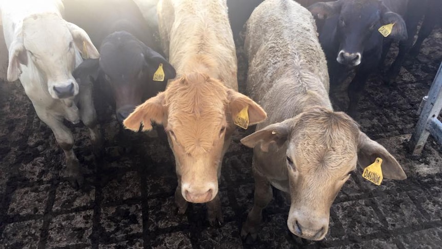 Cattle in a stockyard, waiting to be put up for auction at saleyards.