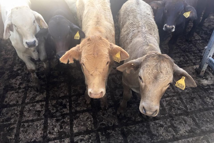 Cattle in a stockyard, waiting to be put up for auction at saleyards.