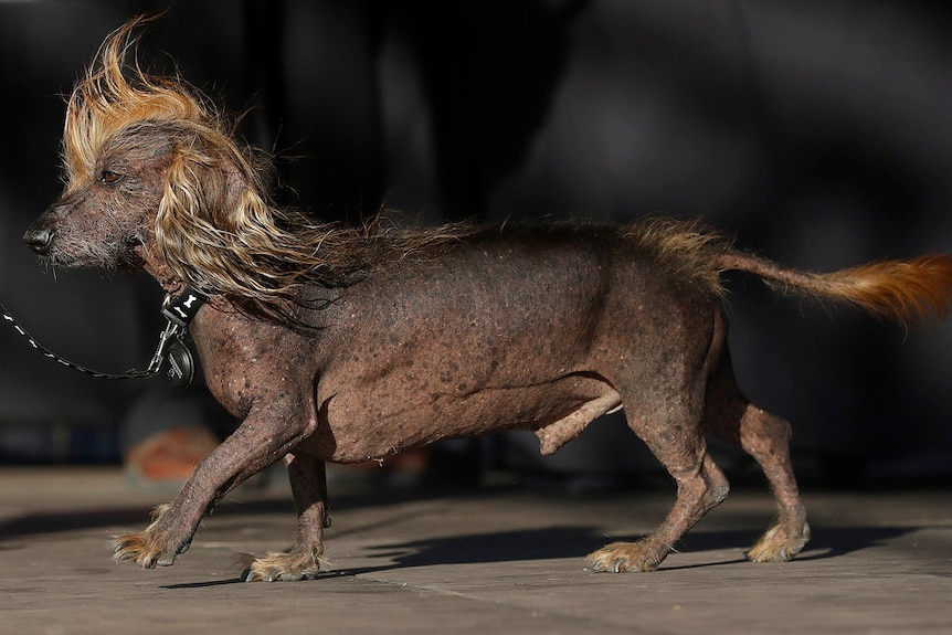 A small blackish brown dog with flowing lighter brown hair on its head, ears and tail
