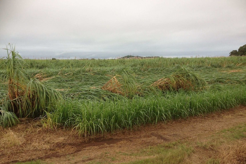 Sugar cane near Bundaberg that has been flattened by wind and rain.