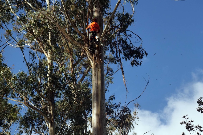 A man is suspended high up in a tree.