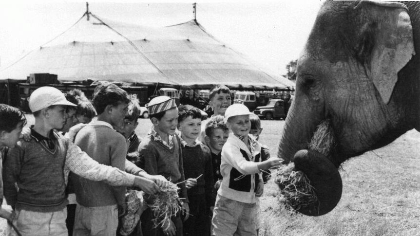 Bullens Circus elephant in 1969
