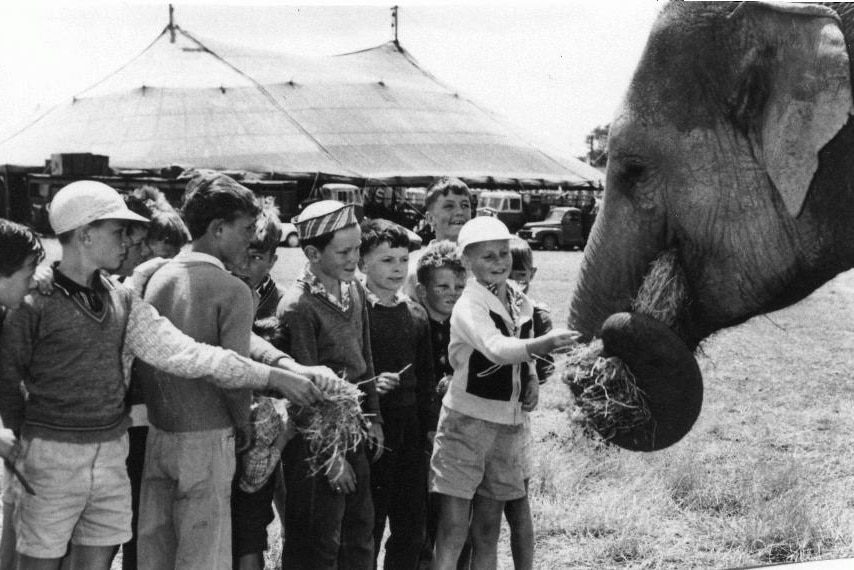 Bullens Circus elephant in 1969