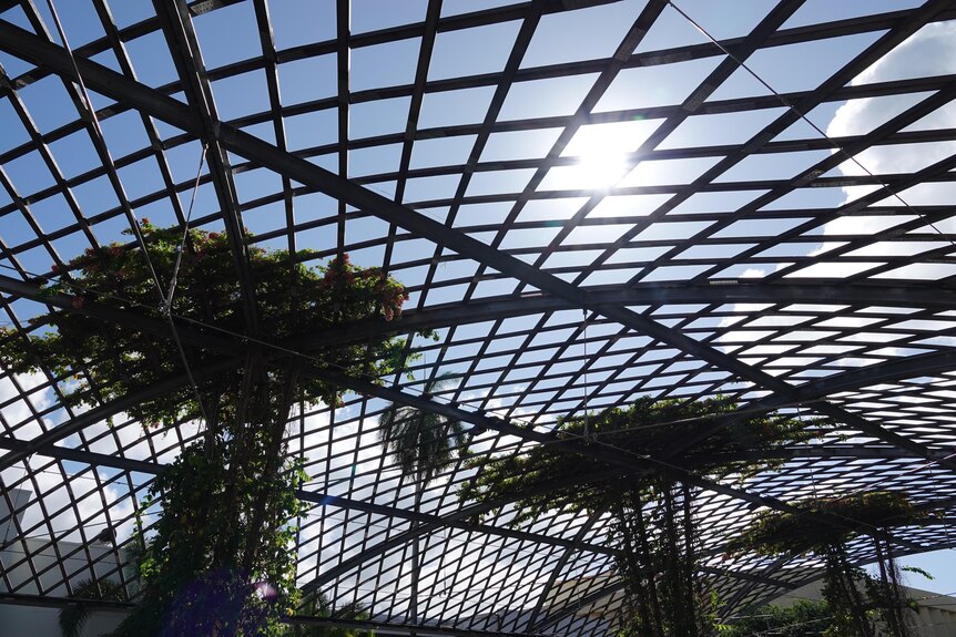 A metal canopy with green vines covering a small portion of the canopy with sun shining through