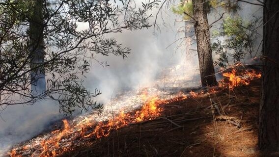 Bangor fire on the edge of Wirrabara Forest