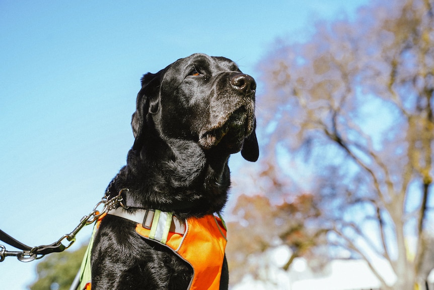 A black labrador sitting underneat a blue sky and trees looking to the horizon, wears orange vest, is on a leash.