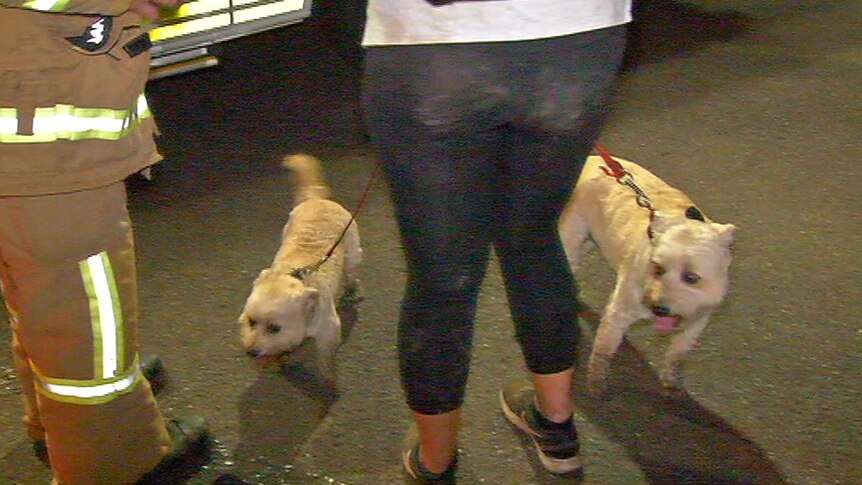 Two small dogs ae held on leads by their owner who stands next to a firefighter.