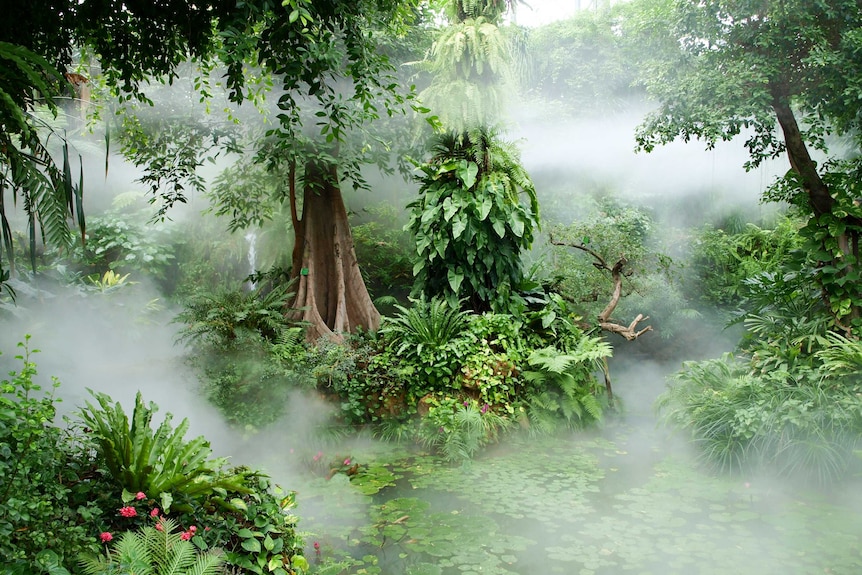 Mist rises from a pond at the South China Botanical Garden in Guangzhou.