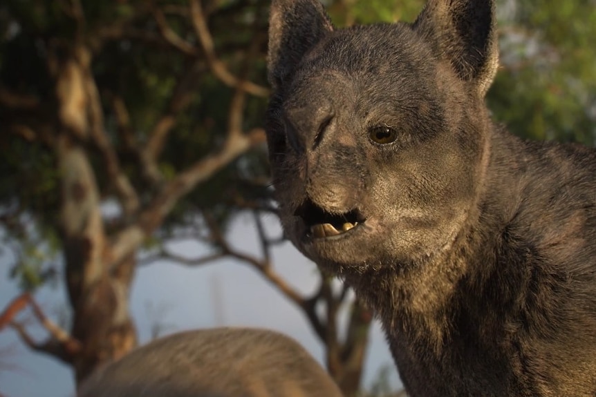 A giant, stubby-faced kangaroo