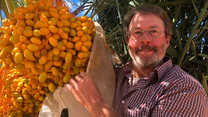 A man stands with a fruiting date palm.