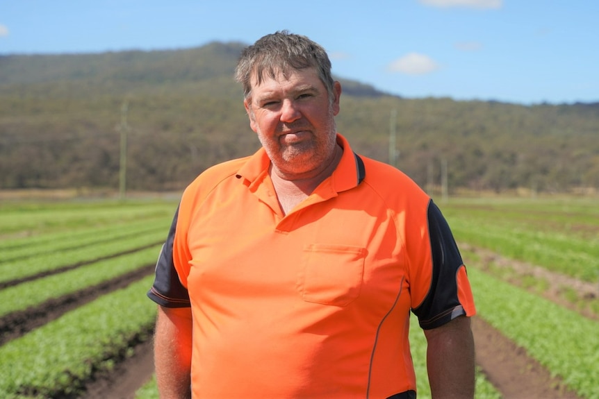 Man in fluro orange shirt stands in front of rows of lettuce. 