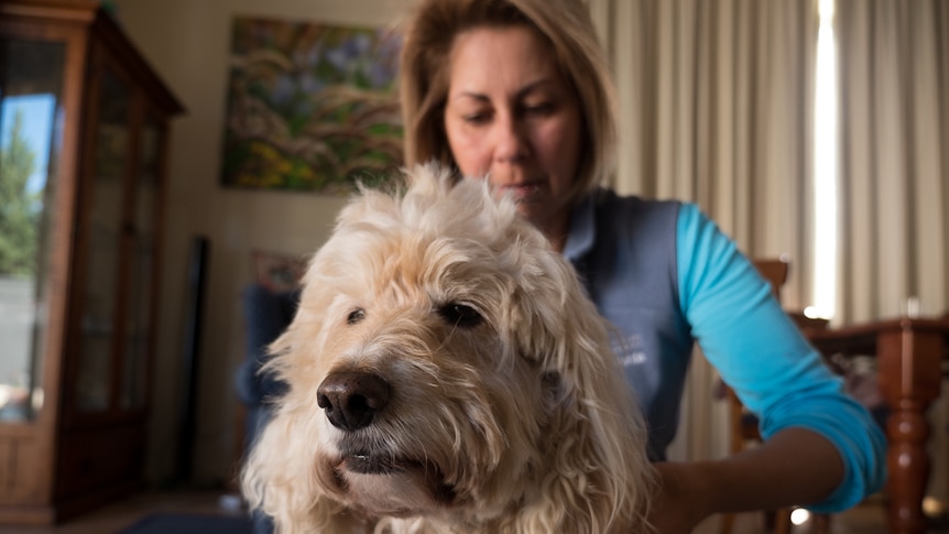 Barley gets a massage.