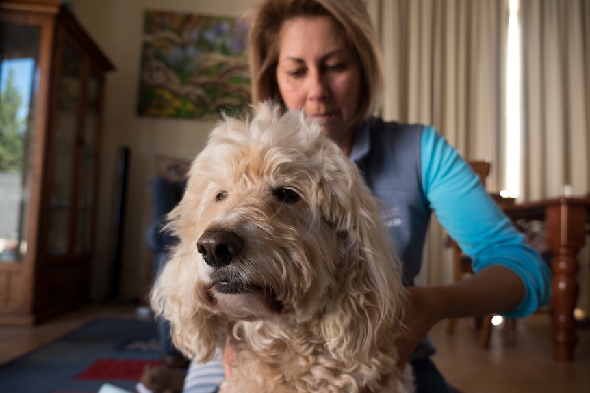 Barley gets a massage.