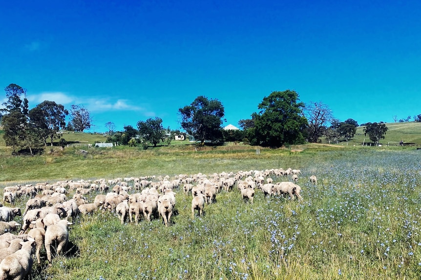 Овцы в зеленом загоне.