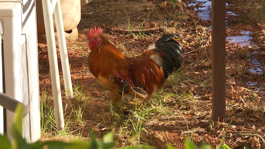 A rooster stands in the sun by a small creek.