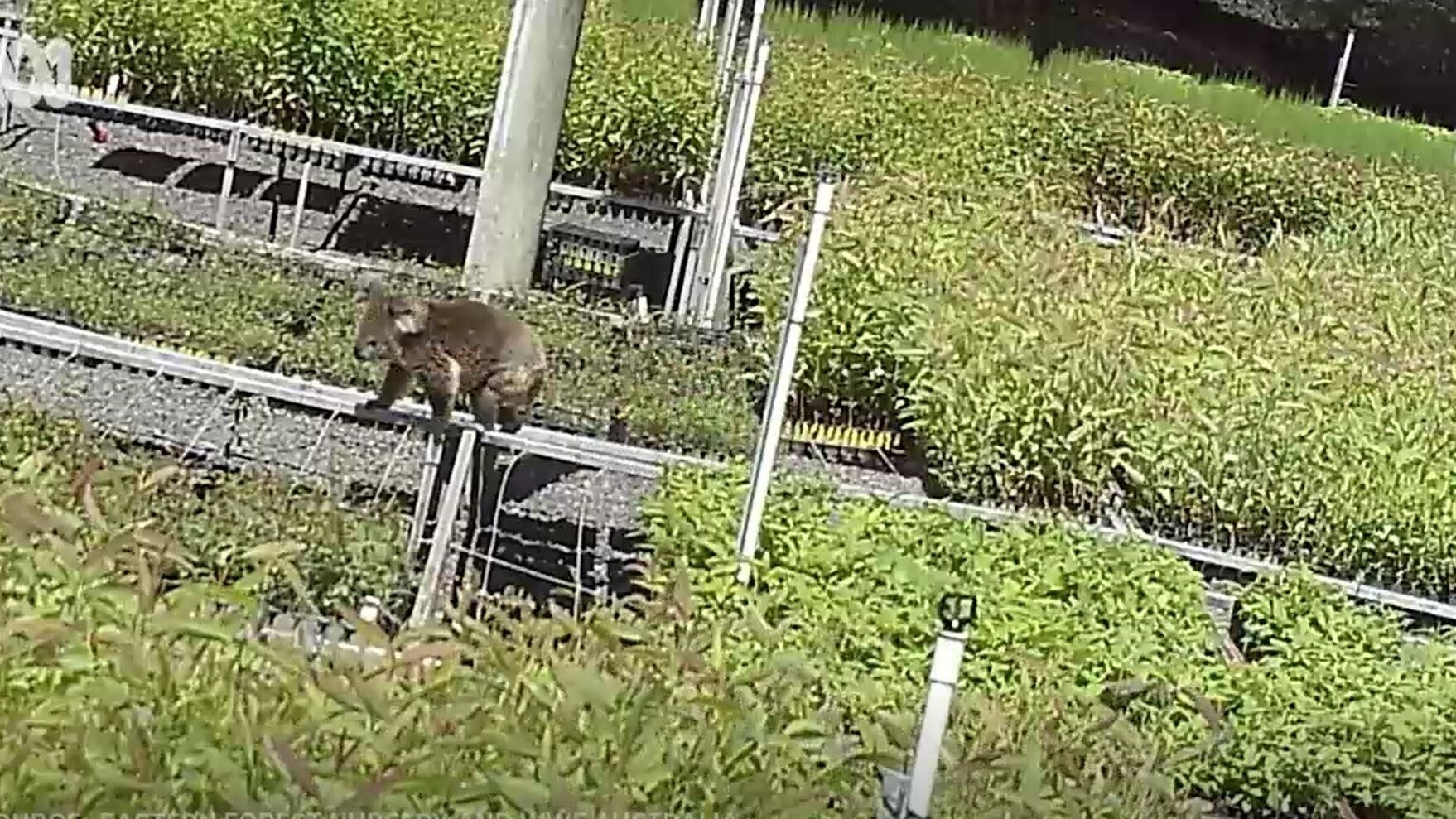Claude the Koala walking fencing at the nursery