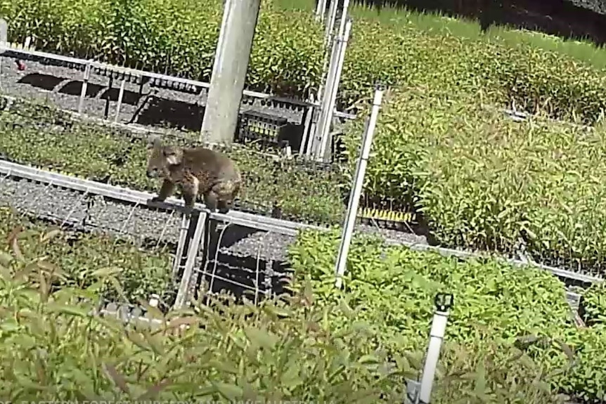Claude the Koala walking fencing at the nursery