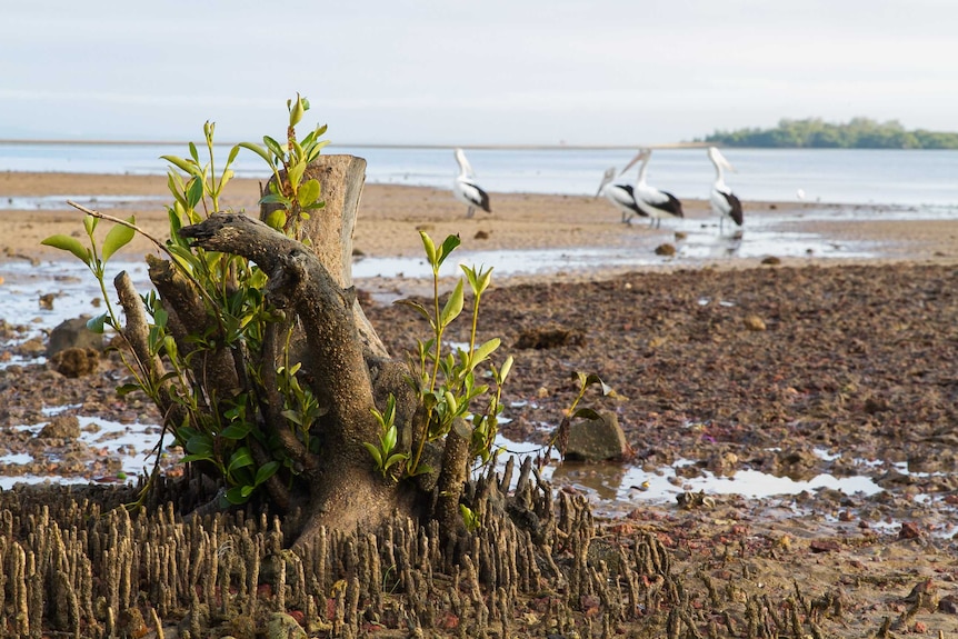 Mangrove stump