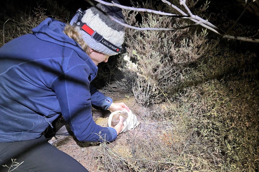 a person placing a baby bandicoot in the bush