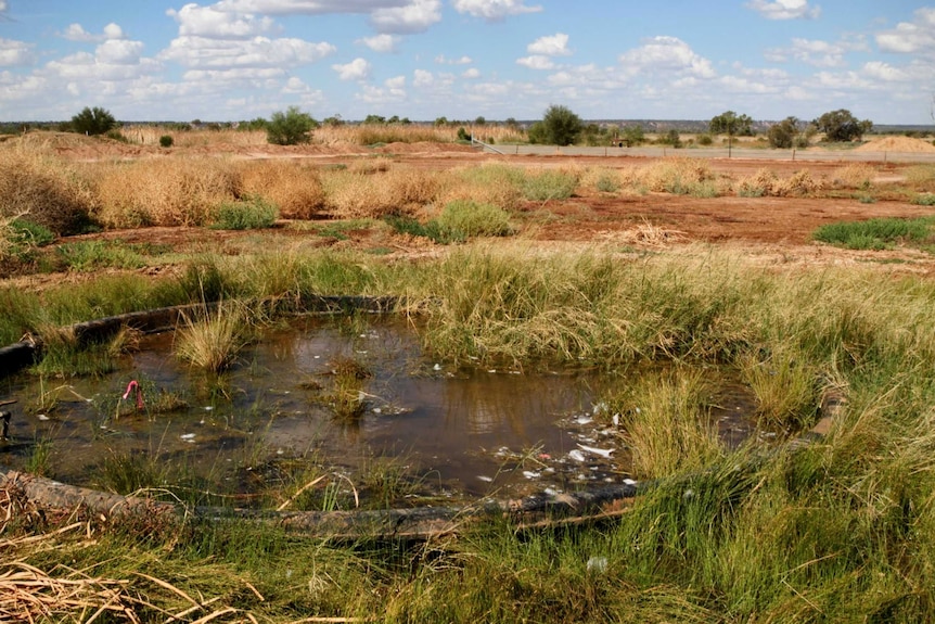 An artificial pond made from a black plastic tub will be used to breed the endangered species in.