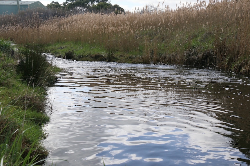 A close up of Coal River. 