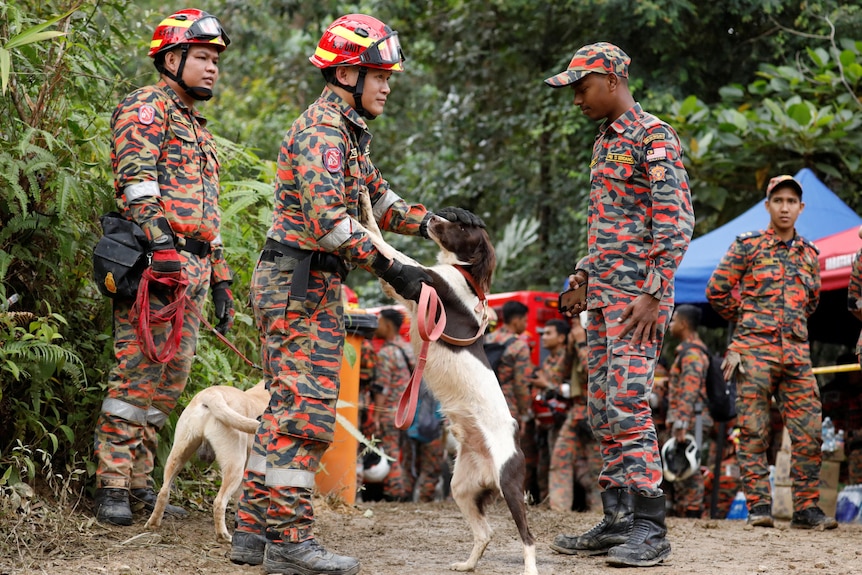 救援人员和狗在马来西亚山体滑坡现场工作。