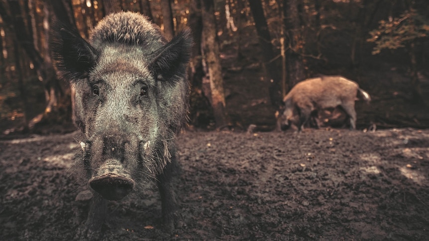 A feral pig standing in mud stares into the camera while another pig forages in the background.