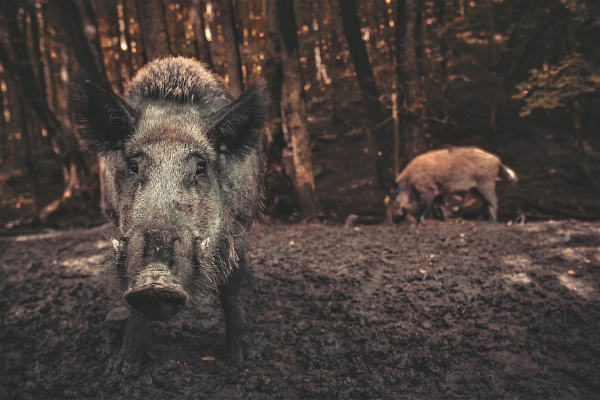 A feral pig standing in mud stares into the camera while another pig forages in the background.
