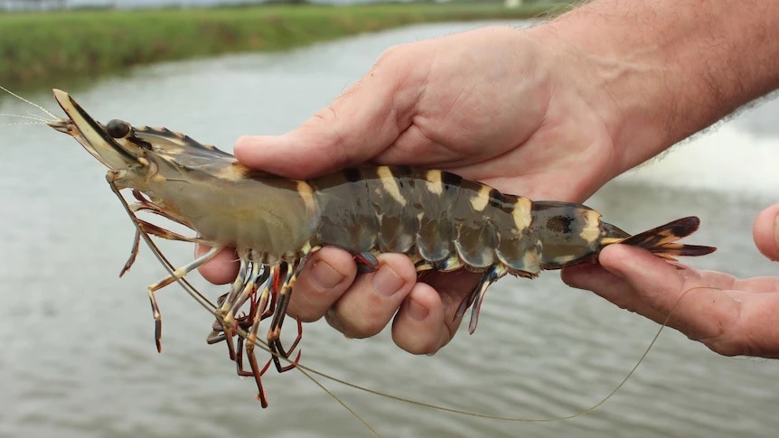 A hand holds a large prawn